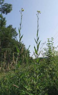 Sonchus palustris