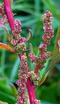 Chenopodium glaucum