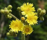 Sonchus palustris