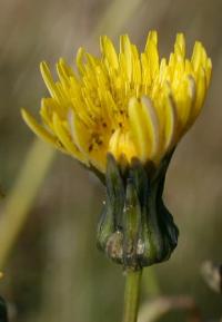 Sonchus asper