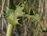 Sonchus asper