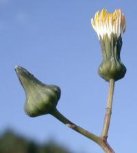 Sonchus asper