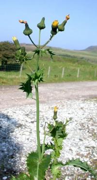 Sonchus asper