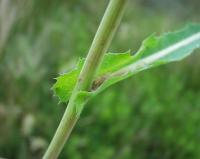 Sonchus maritimus