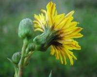 Sonchus maritimus