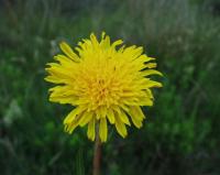 Sonchus maritimus