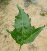 Chenopodium rubrum