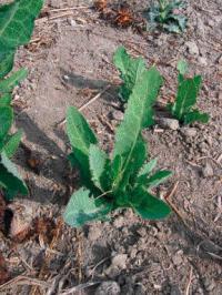 Sonchus maritimus