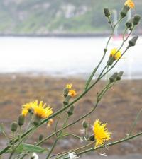 Sonchus arvensis subsp arvensis