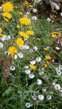 Sonchus arvensis subsp arvensis