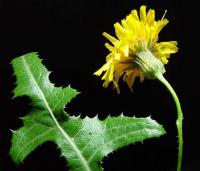 Sonchus arvensis subsp arvensis