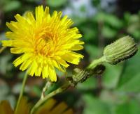 Sonchus arvensis subsp arvensis