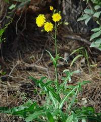 Sonchus arvensis subsp arvensis