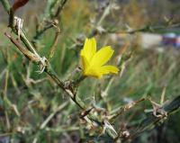 Lactuca viminea subsp. ramosissima