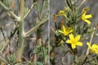 Lactuca viminea subsp. ramosissima