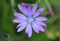 Lactuca perennis