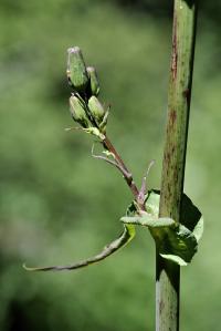 Lactuca perennis