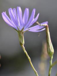 Lactuca perennis