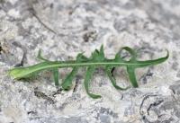 Lactuca perennis