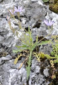 Lactuca perennis