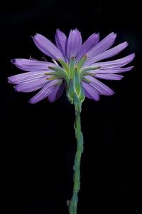 Lactuca tenerrima