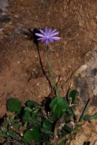 Lactuca tenerrima