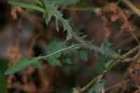 Lactuca tenerrima