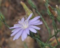 Lactuca tenerrima