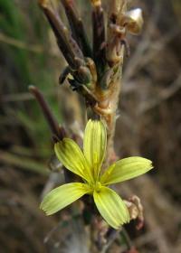 Lactuca saligna