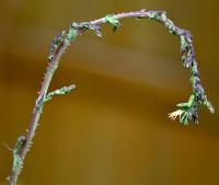 Lactuca virosa