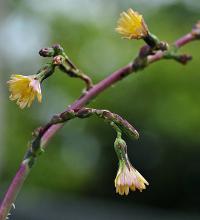 Lactuca virosa