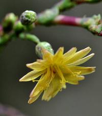 Lactuca virosa