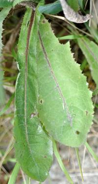 Lactuca virosa