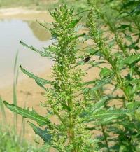 Chenopodium rubrum