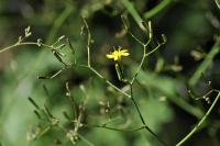 Mycelis muralis