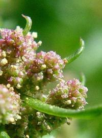 Chenopodium rubrum