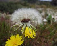 Taraxacum obovatum
