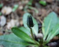 Taraxacum obovatum