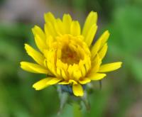 Taraxacum grupo officinale