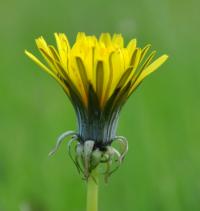 Taraxacum grupo officinale