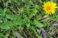 Taraxacum grupo officinale