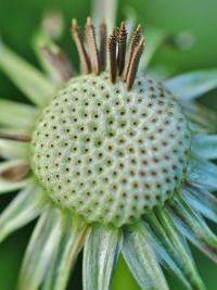 Taraxacum grupo officinale