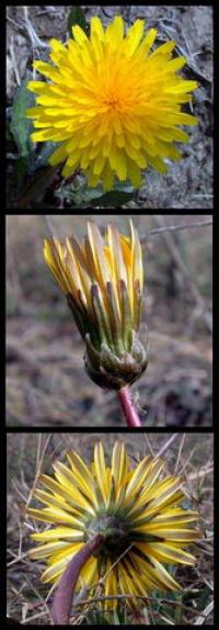 Taraxacum palustre