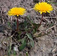 Taraxacum palustre