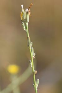 Chondrilla juncea