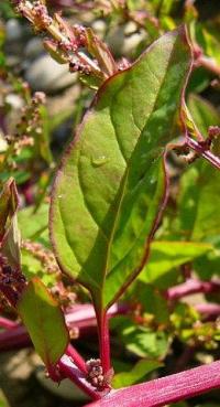 Chenopodium polyspermum