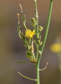 Chondrilla juncea