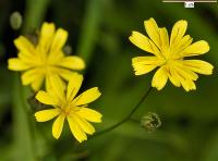 Lapsana communis subsp communis