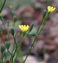 Lapsana communis subsp communis