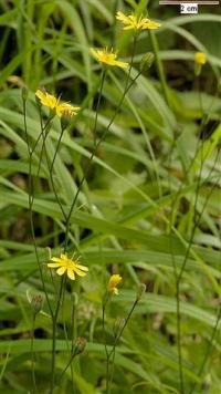 Lapsana communis subsp communis